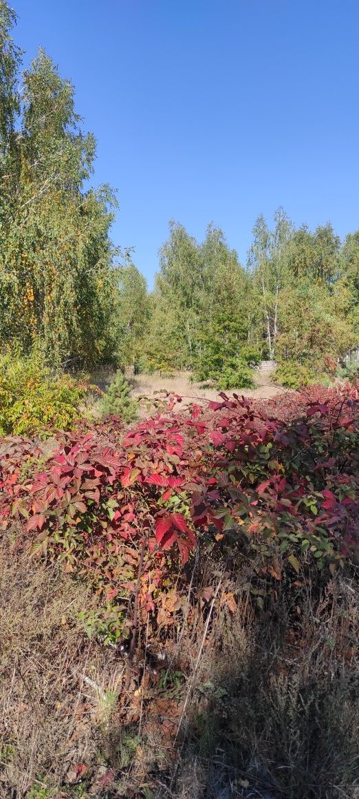 Участок 15 соток, с.Дмитровка, р-н Куба.